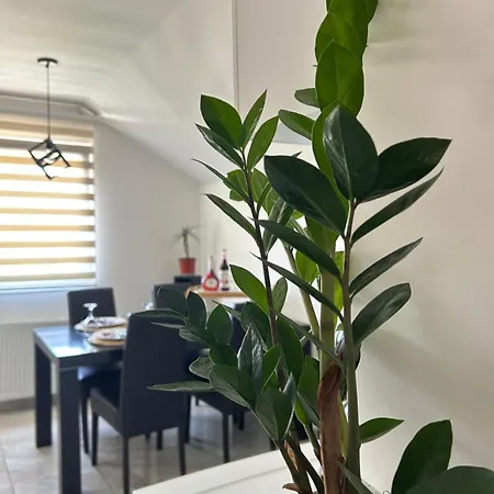 Apartment Gold Lux